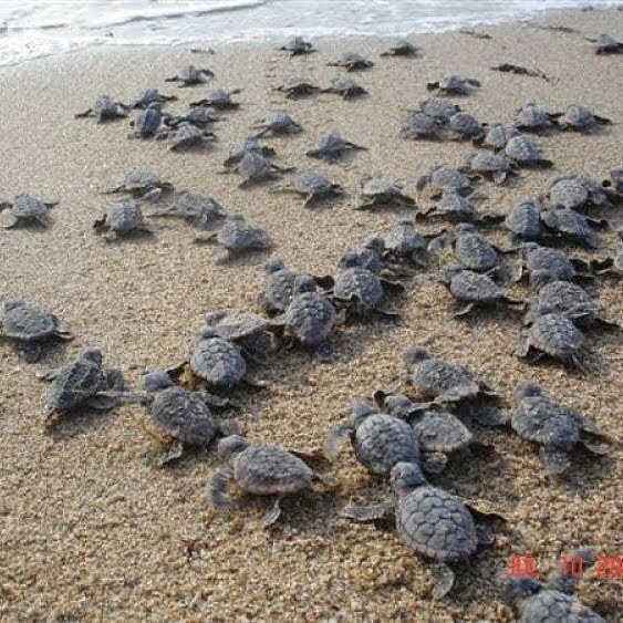 Turtle Guest House-泳池