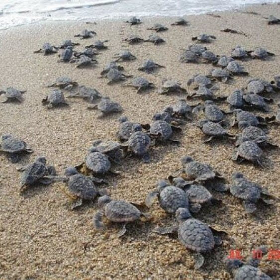 Turtle Guest House主图