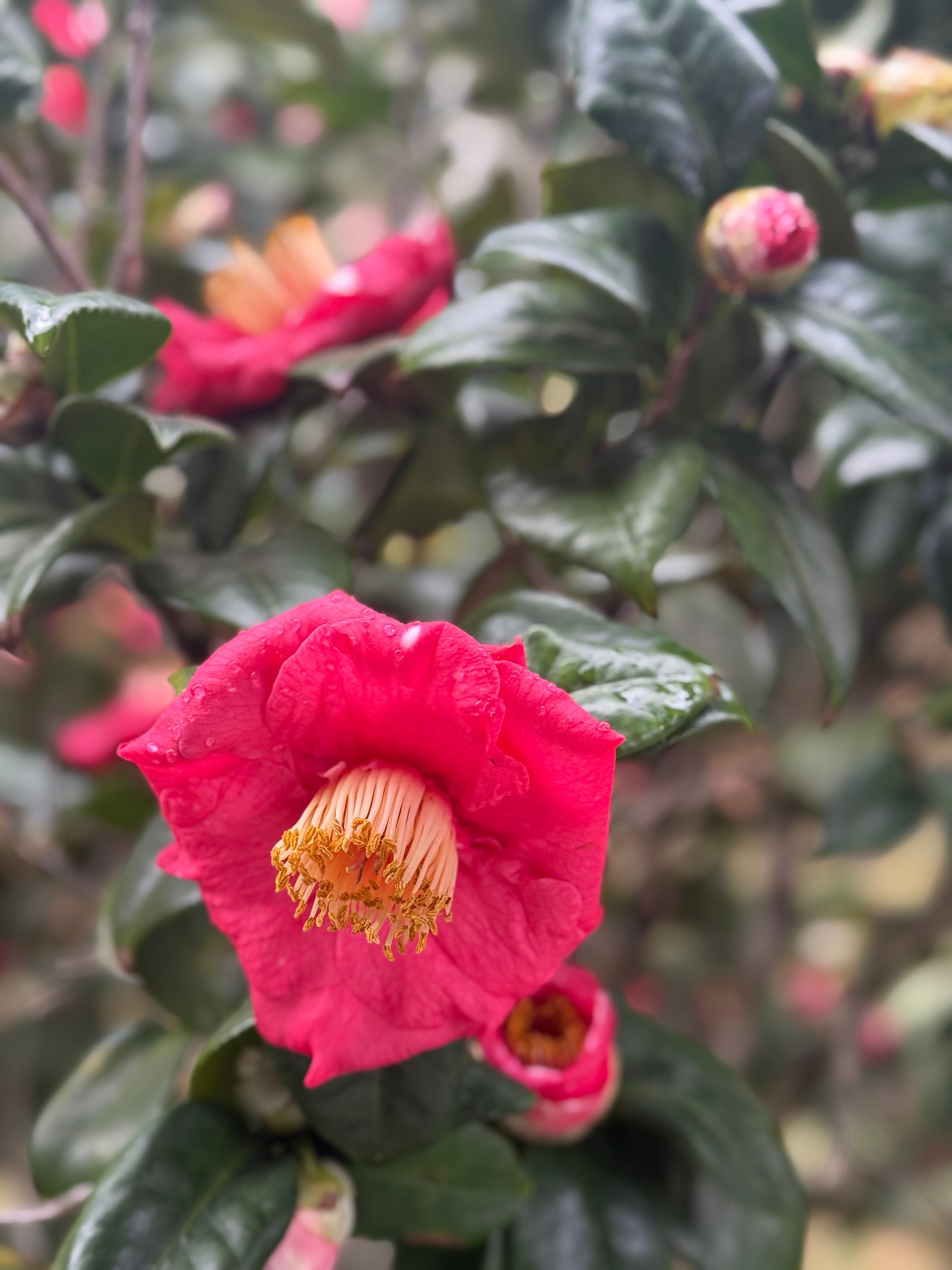 Camellia Rose Inn-官方