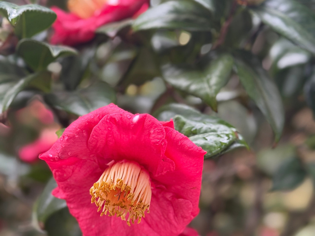 Camellia Rose Inn主图