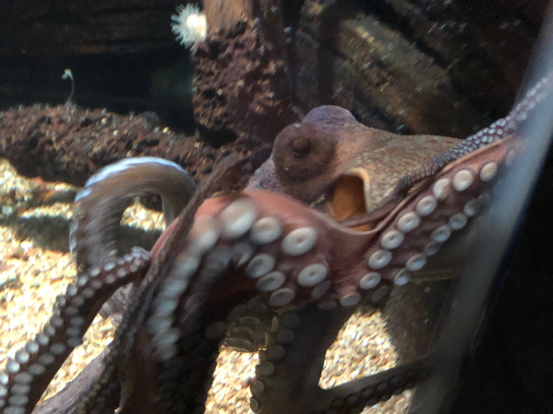 Weymouth SEA LIFE Adventure Park景点图片