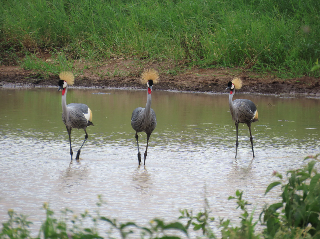Above Safaris-阿鲁沙必去景点