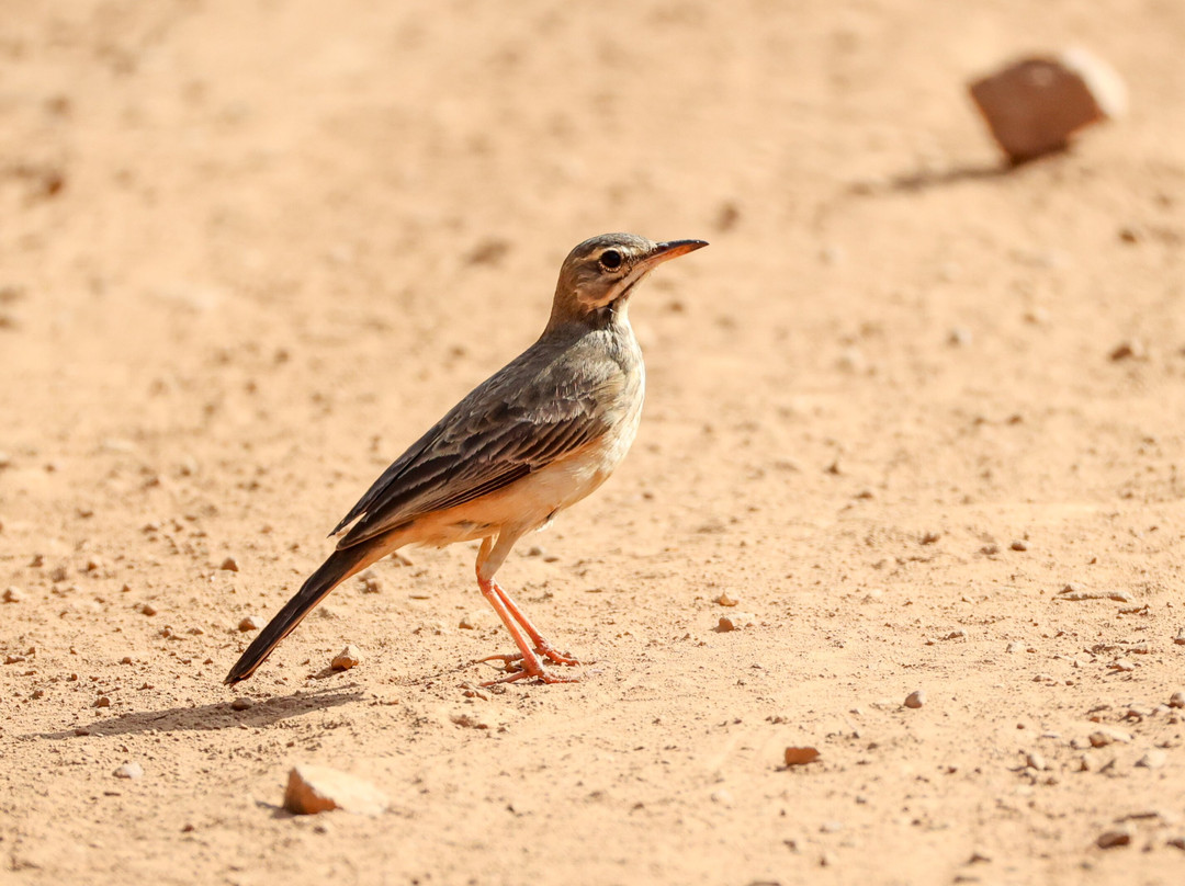 Adventure Birding Tours-特马必去景点