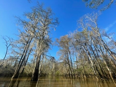 Honey Island Kayak Tours景点图片