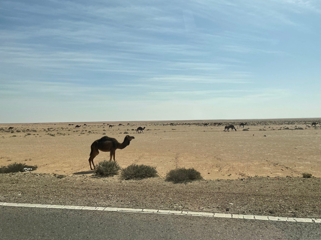 Hamada Desert Safari-Bawiti必去景点