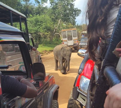 Yala One Safari-蒂瑟默哈拉默必去景点