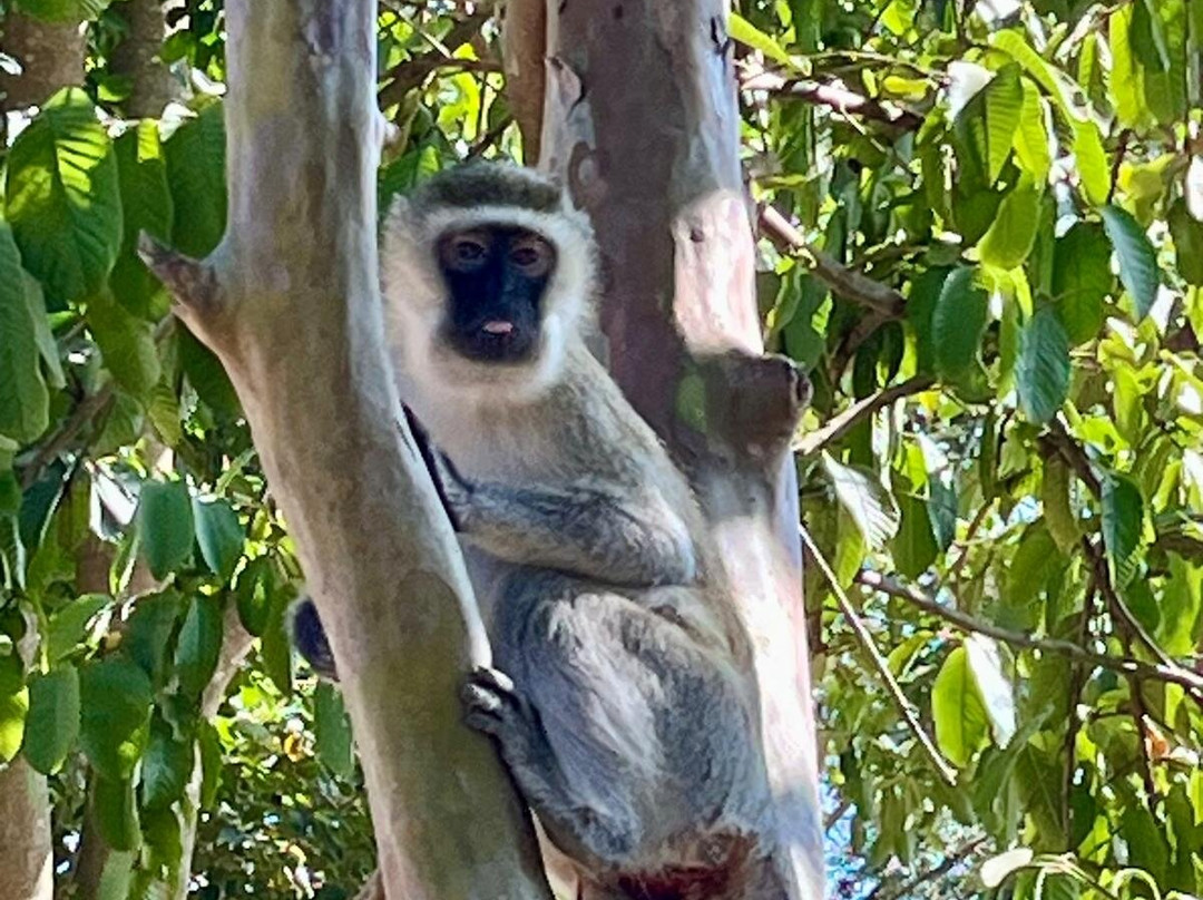 Somewhere in Africa-阿鲁沙必去景点
