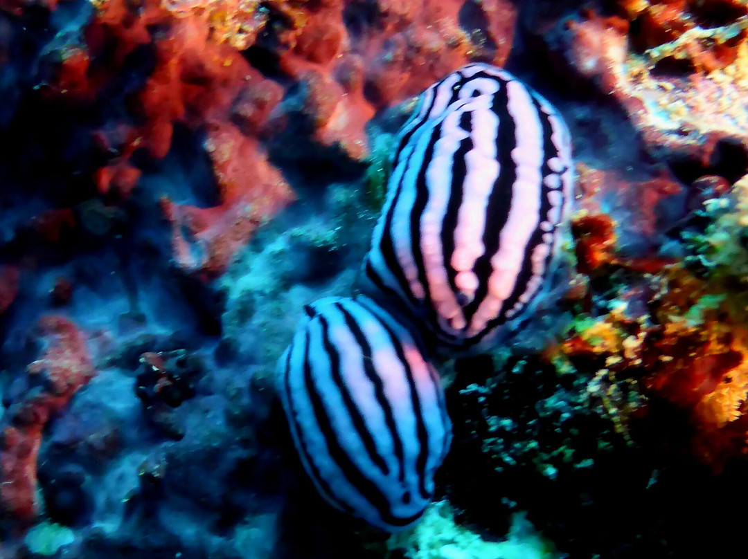 Dive Passion Mauritius景点图片
