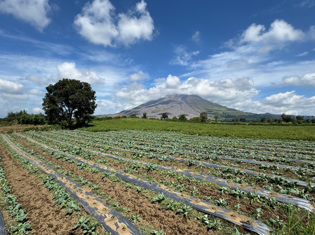Toba Transporter-棉兰必去景点