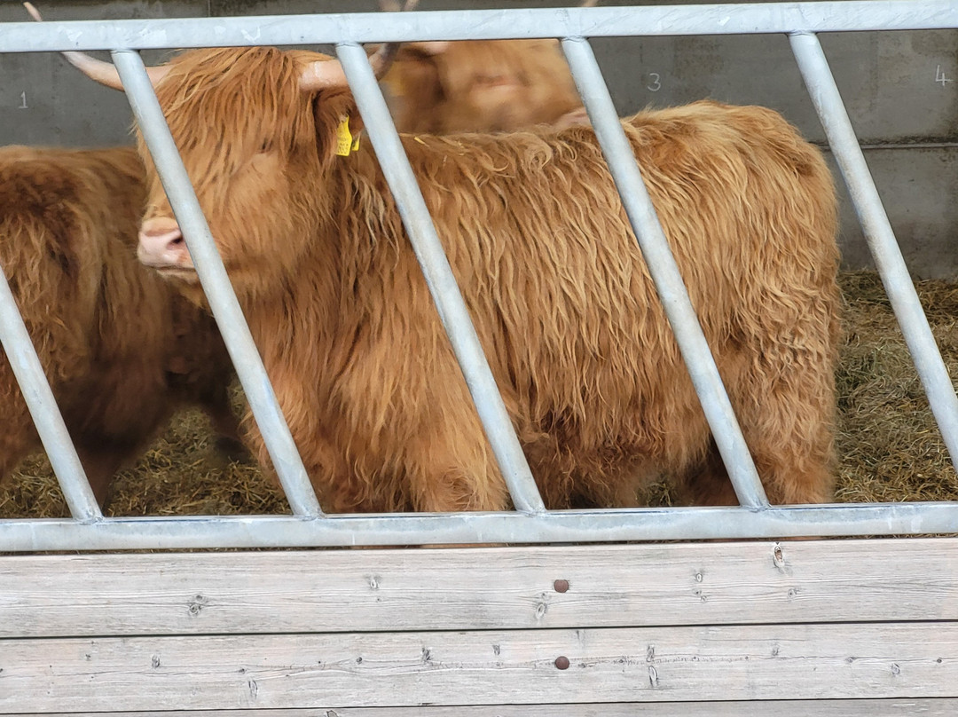 Kilmacolm Farm Tours-Cairncurran必去景点