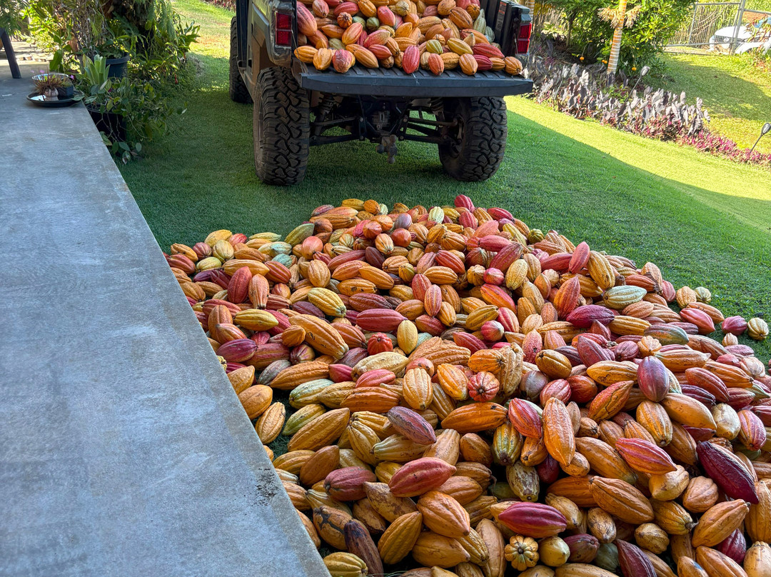 Hamakua Chocolate Farm景点图片