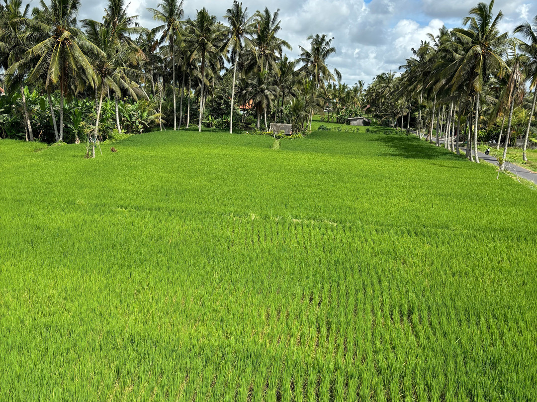 Bali Fun Bike Adventure景点图片