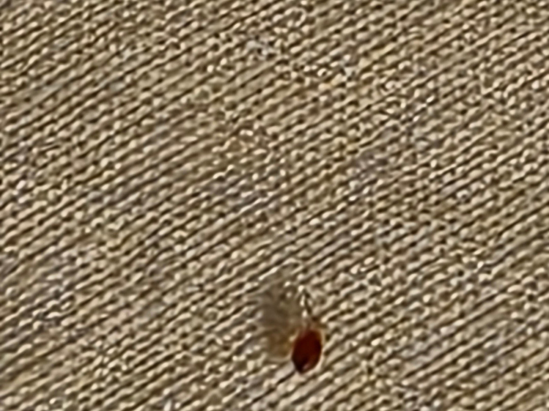 Best Western Rama Inn主图