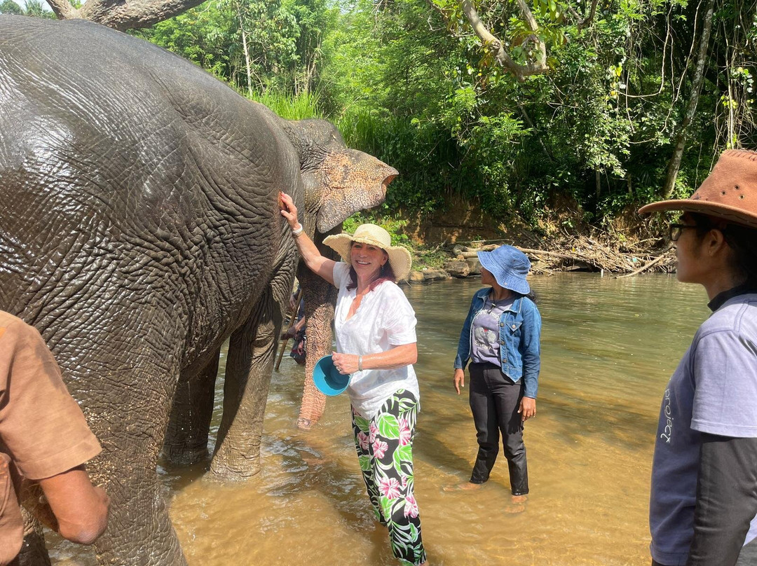 Elephant Freedom Project景点图片