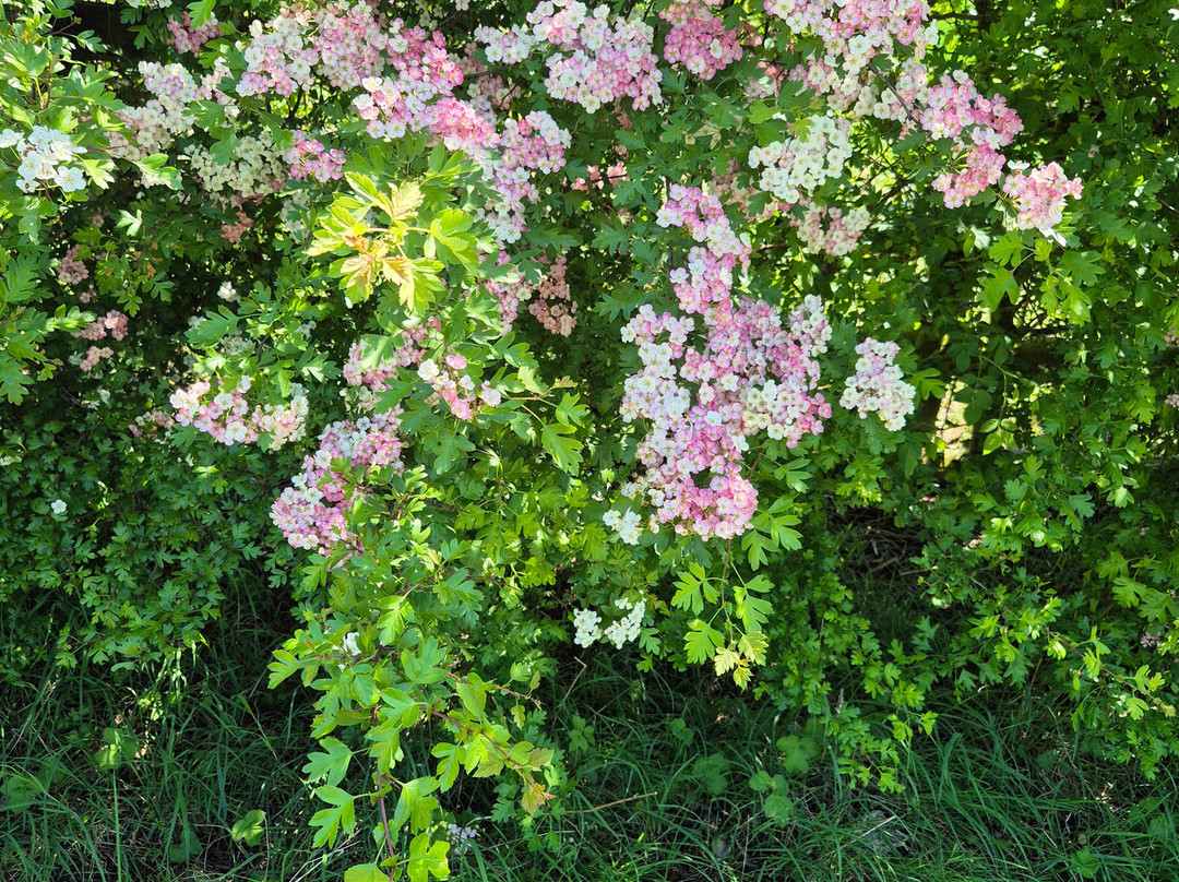 Gotha Gardens景点图片