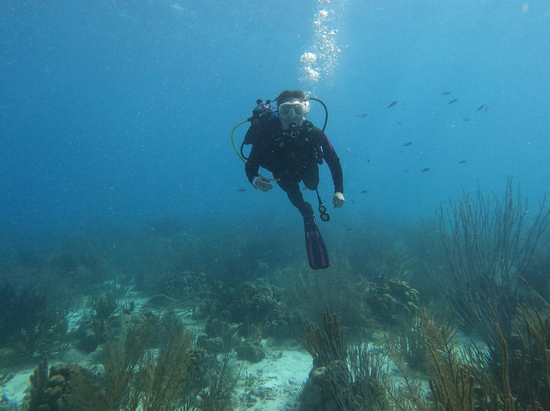 Reef Divers Bonaire-Belnem必去景点
