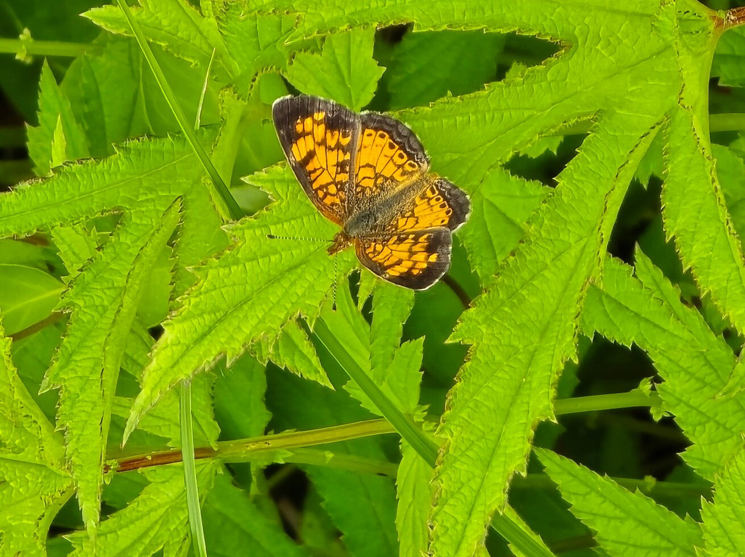 Aullwood Audubon-代顿必去景点