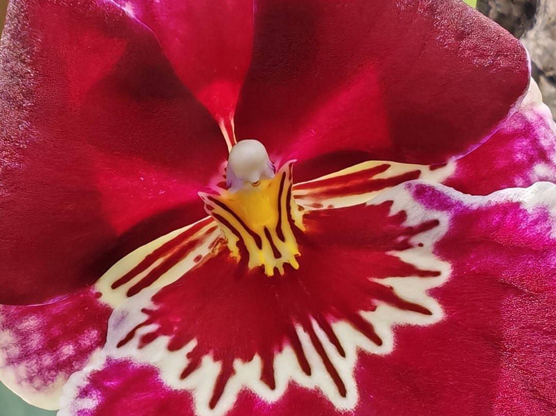 Jindai Botanical Park-调布市必去景点