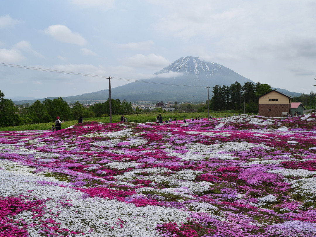 Mishima's Shibazakura Garden-俱知安町必去景点
