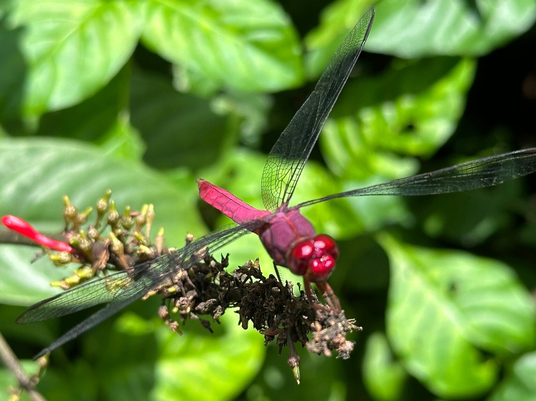 Arenal Oasis Wildlife Refuge-福德圣卡洛斯必去景点