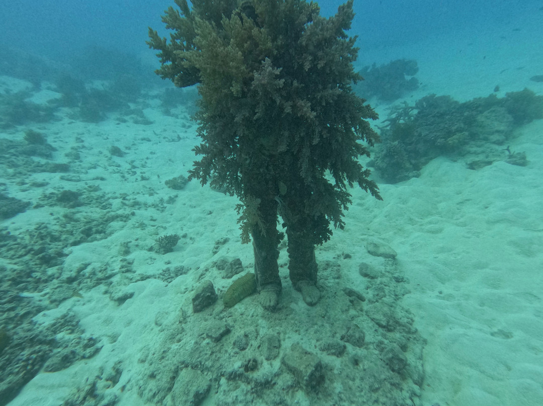 Museum of Underwater Art-North Ward必去景点