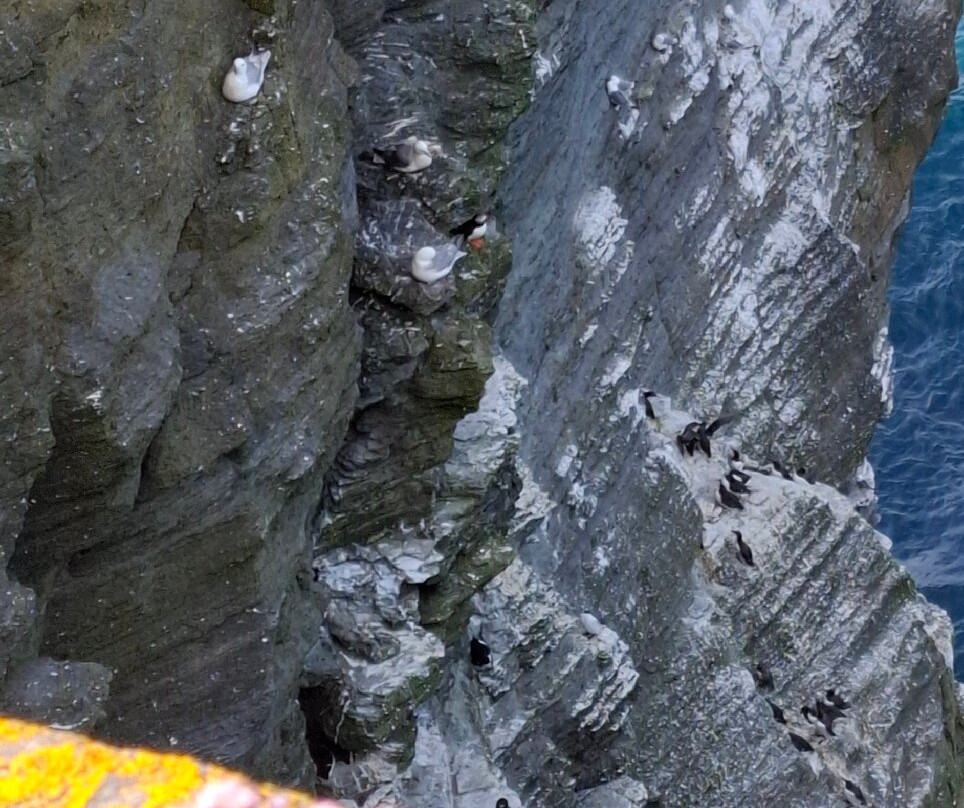 Marwick Head RSPB Nature Reserve-梅恩兰岛必去景点
