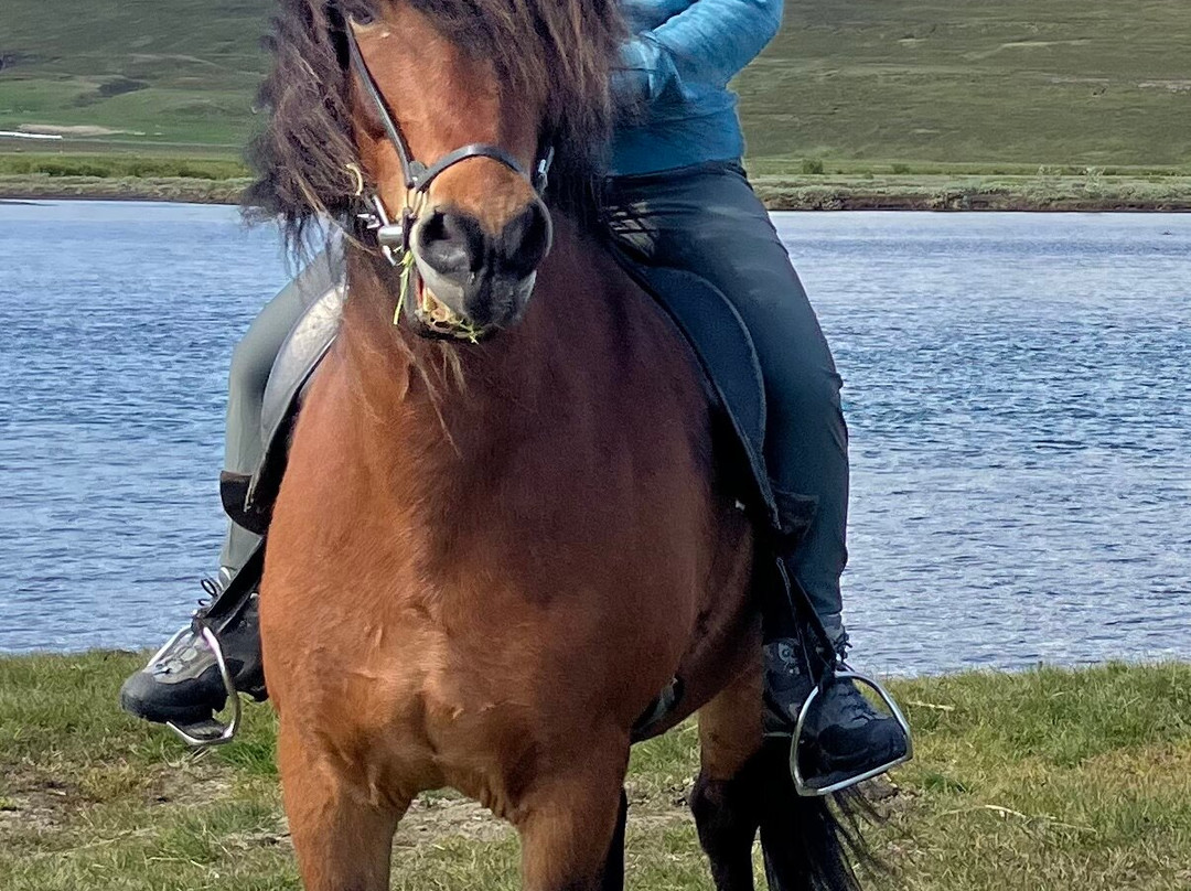 Lava Horses-胡萨维克必去景点