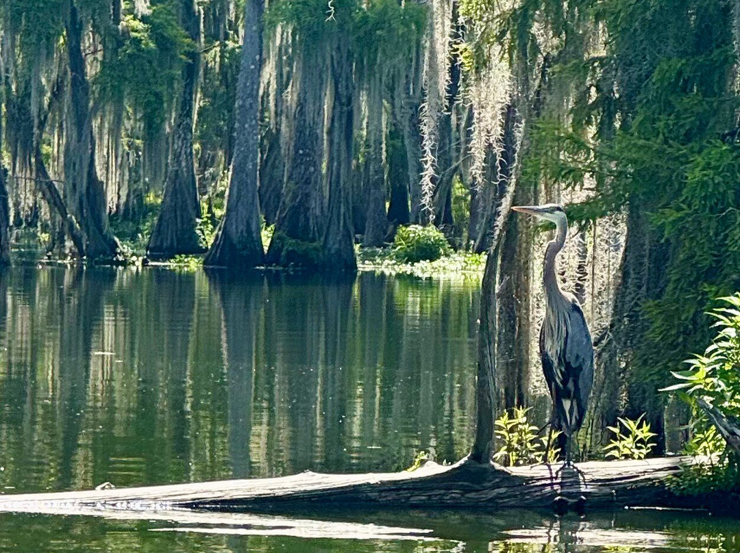 Champagne's Cajun Swamp Tours景点图片