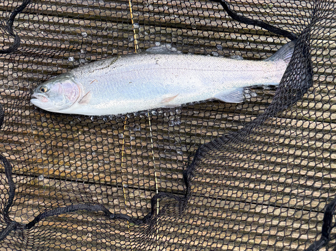 Wormit Trout Fishery-Wormit必去景点