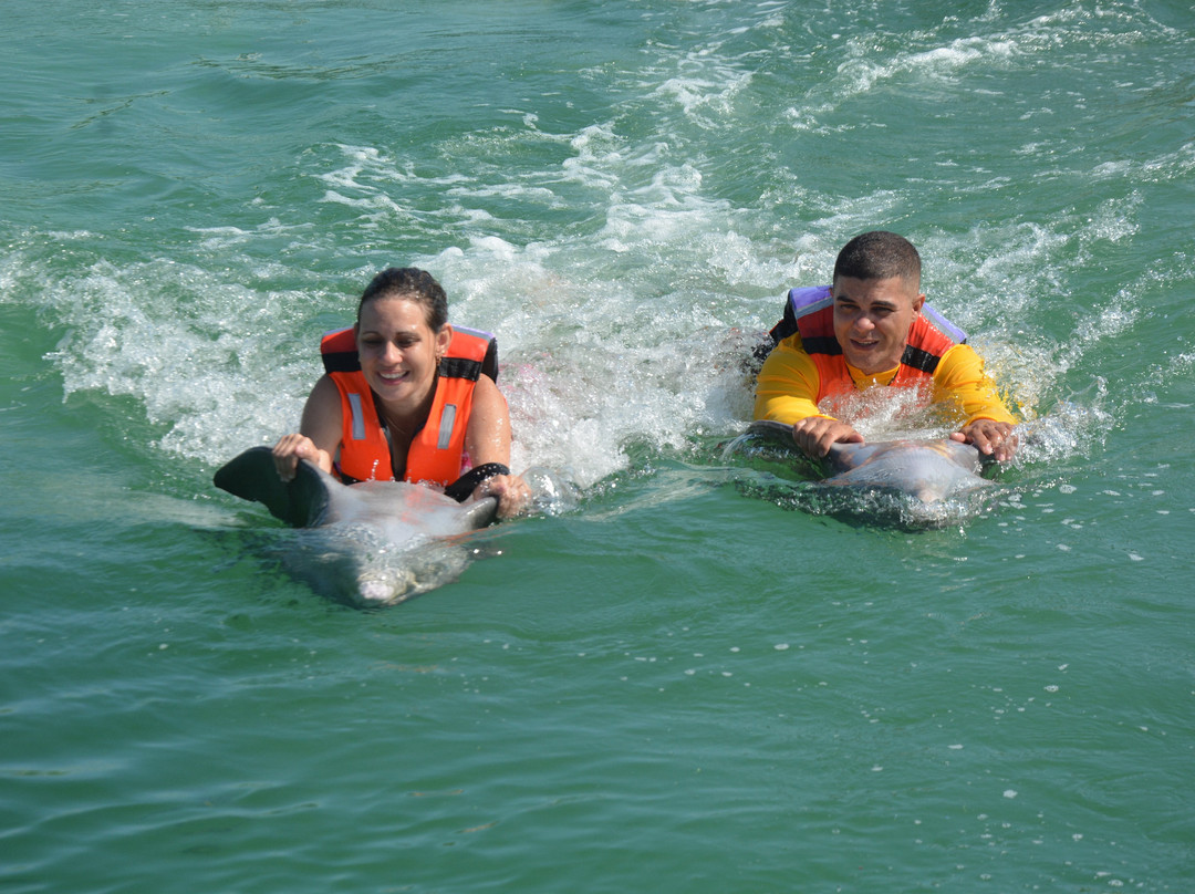 Delfinario De Cayo Guillermo-Cayo Guillermo必去景点