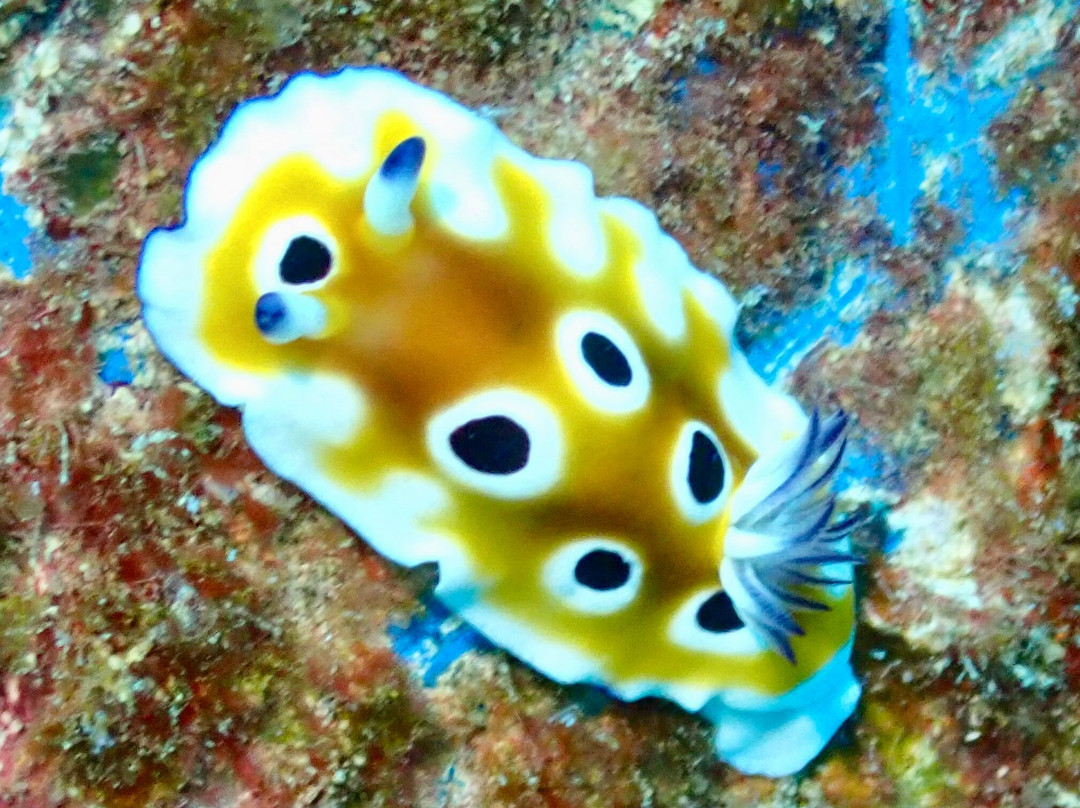 Crystal Diving Centre-贝尔马尔必去景点