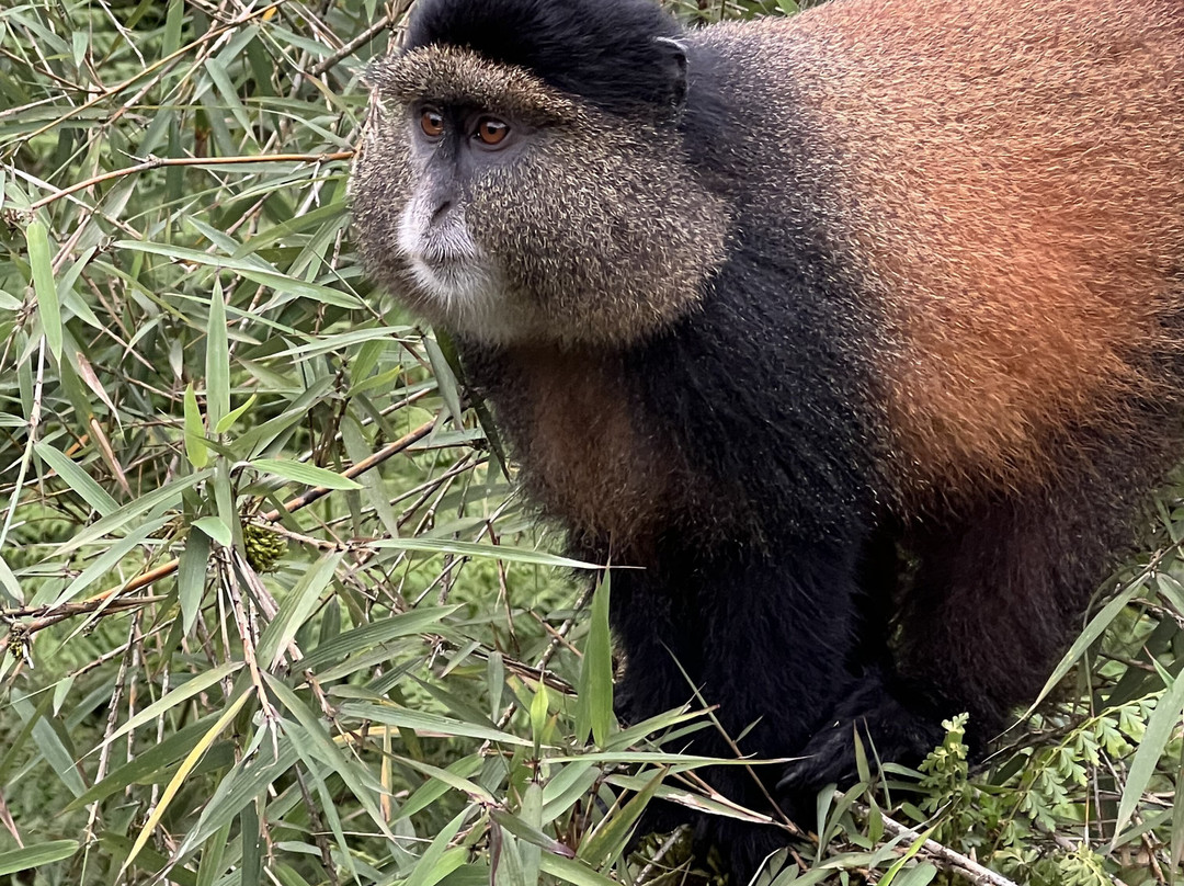 Volcanoes National Park Rwanda-Musanze District必去景点