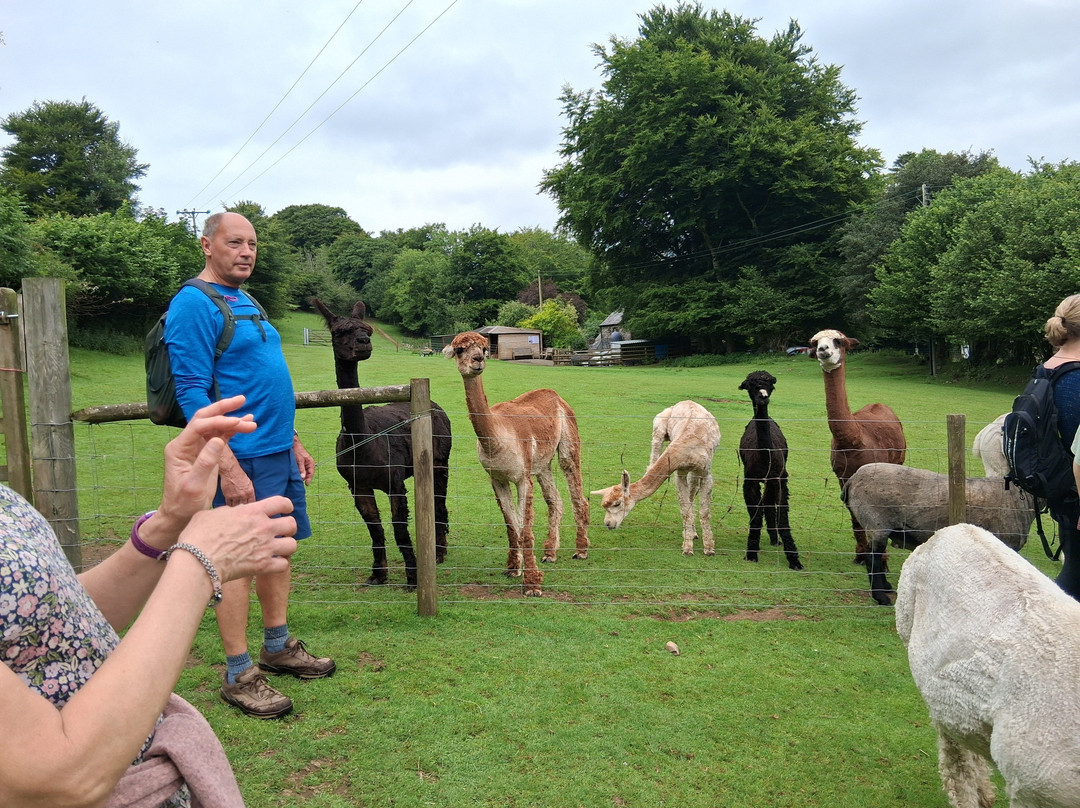 Lydford Gorge Alpacas-Lydford必去景点