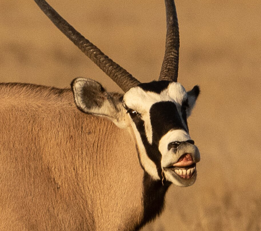 Real Africa Safaris Chobe-卡萨尼必去景点