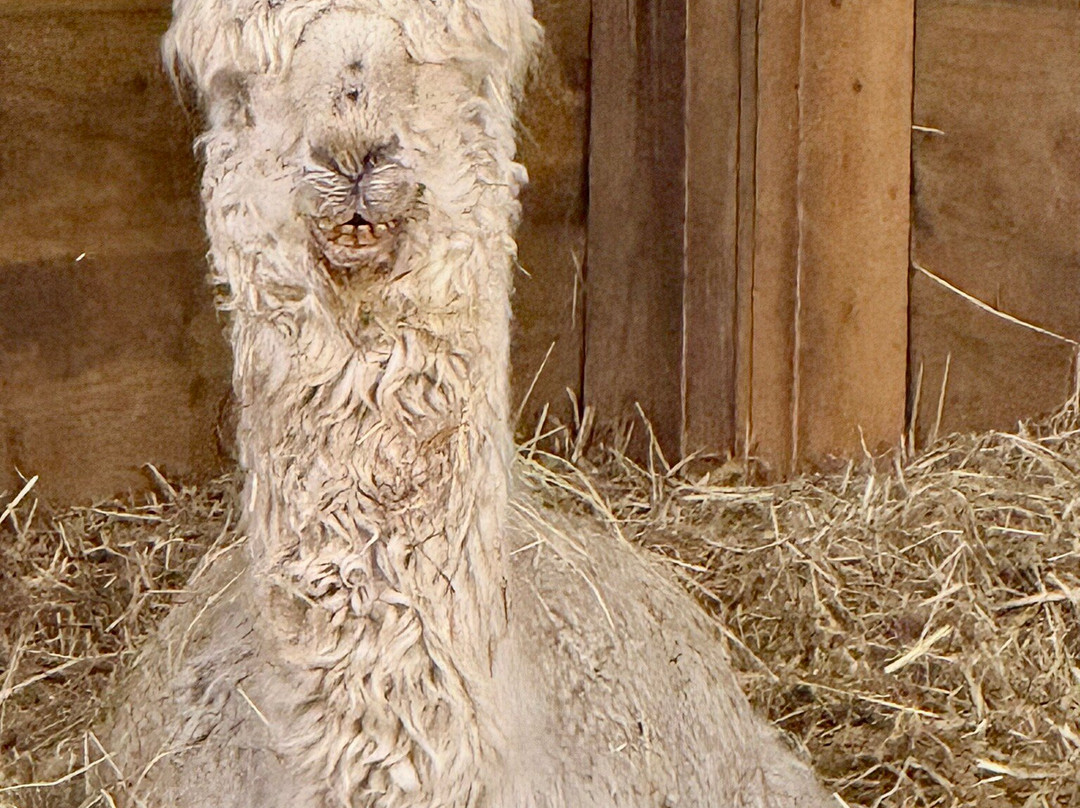 Baylham House Rare Breeds Farm-伊普斯威奇必去景点
