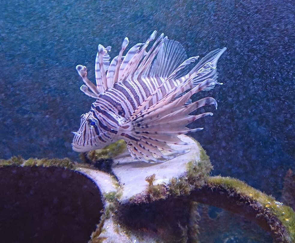 Tropicarium Park-Lido di Jesolo必去景点
