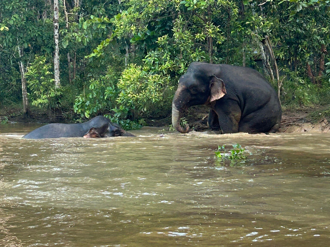 Sukau River Homestay主图