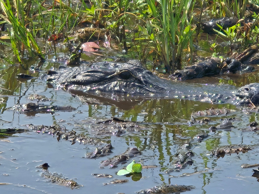 Master Gator Airboat Tours of Palm Beach County-西棕榈滩必去景点