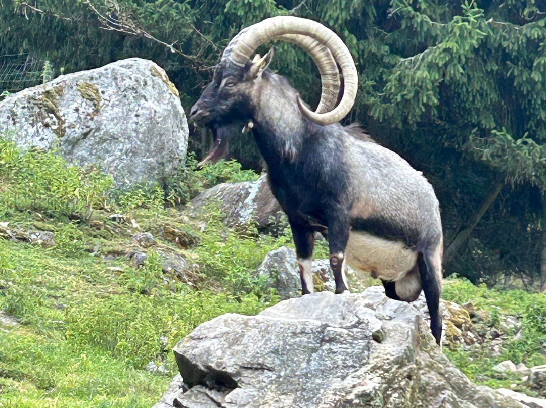 Alpen Wildpark-Feld am See必去景点