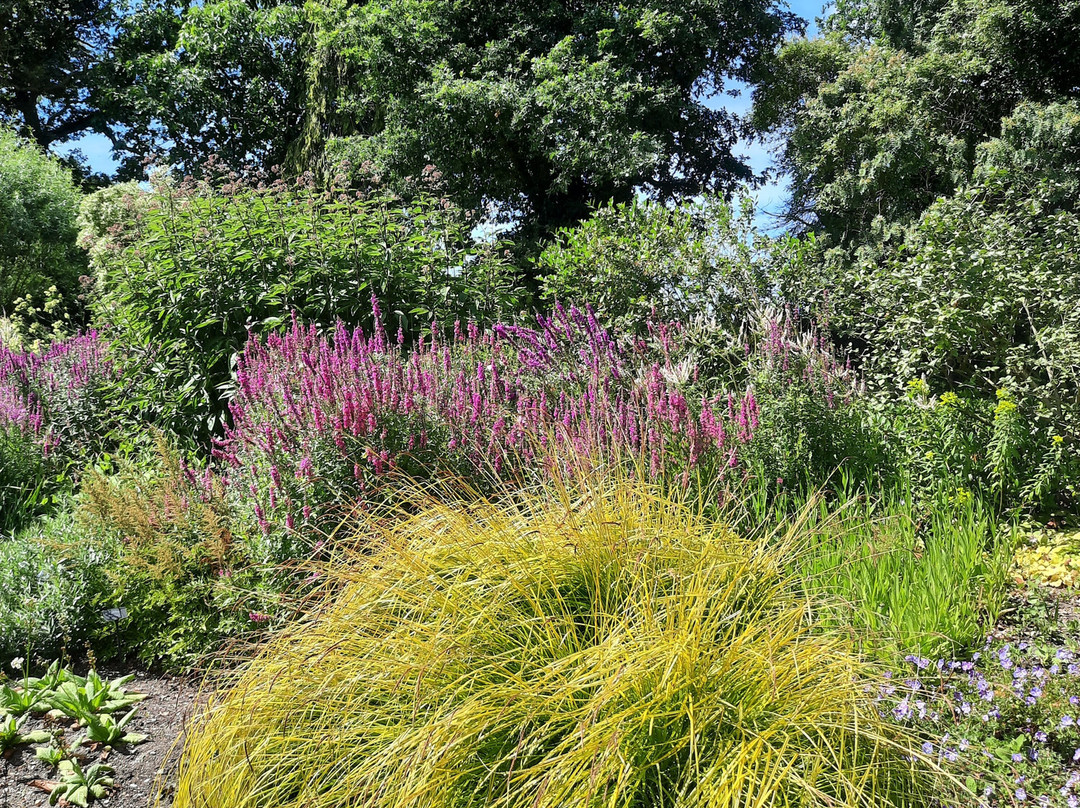 Beth Chatto's Plants & Gardens-科尔切斯特必去景点