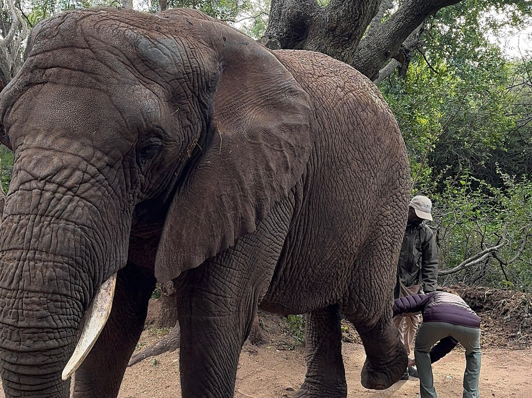 Elephant Sanctuary Hartbeesport Dam-哈特比斯普特必去景点
