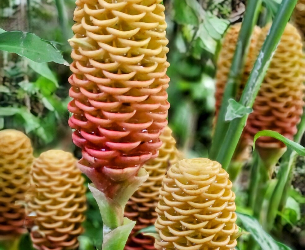 Botanical Orchid Garden-La Garita必去景点