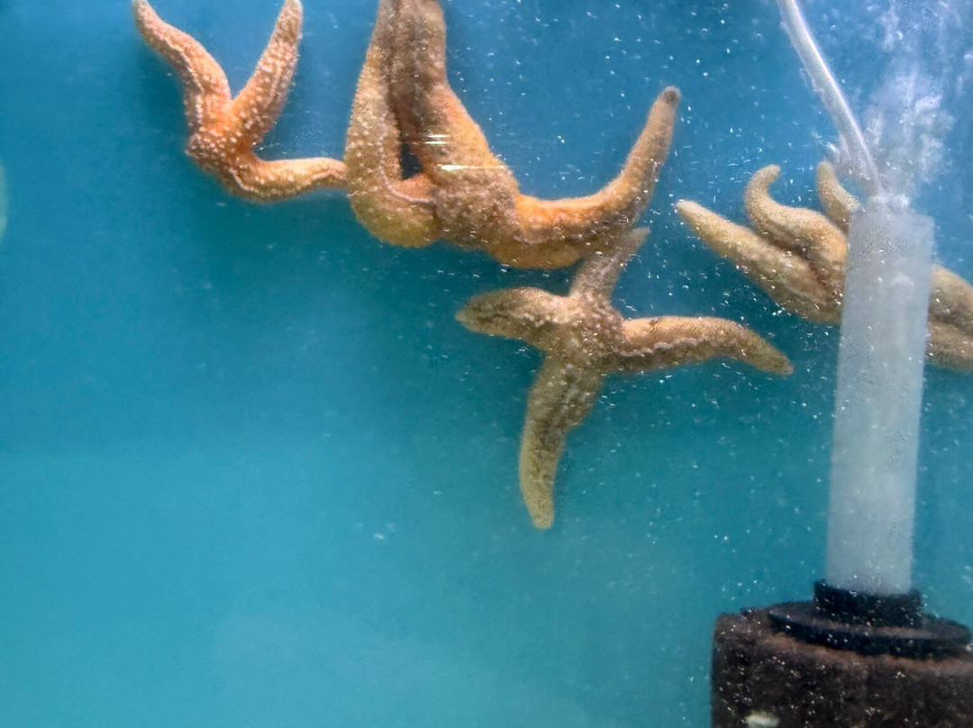 Lyme Regis Marine Aquarium-莱姆里杰斯必去景点
