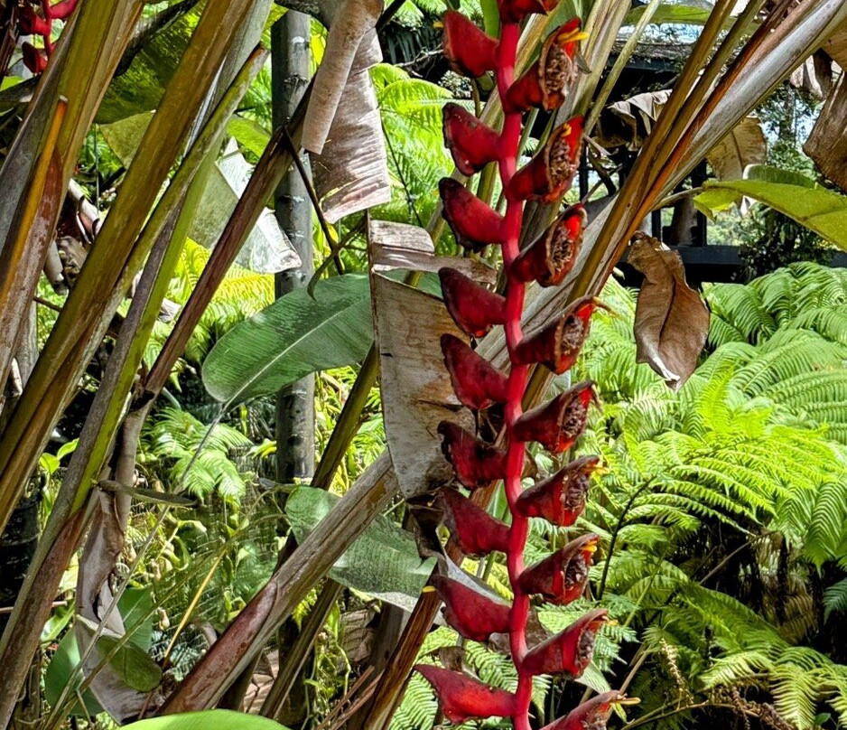 Hamakua Chocolate Farm-帕派科欧必去景点
