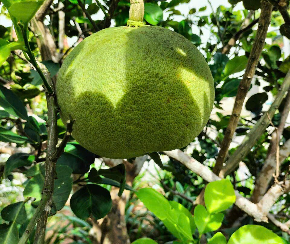 Herbal Village Limited Company