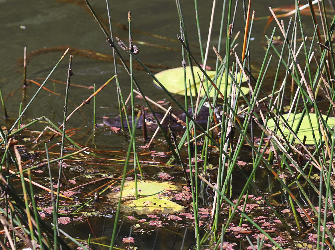 The Australian Platypus Park at Tarzali Lakes-马兰达必去景点