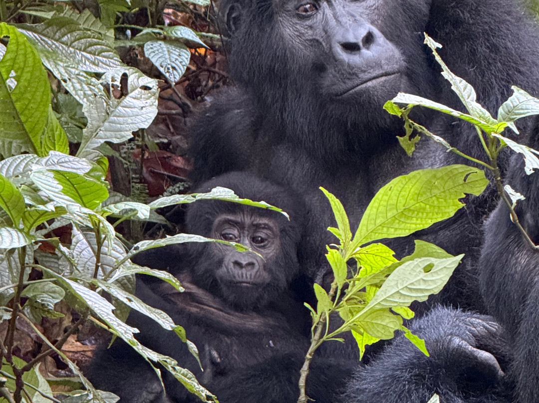 Gorilla Bookings-坎帕拉必去景点