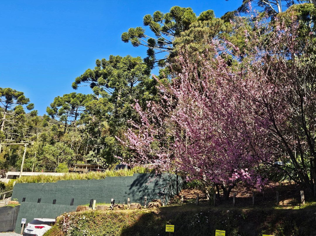 Parque da Floresta Encantada-坎普斯－杜若尔当必去景点