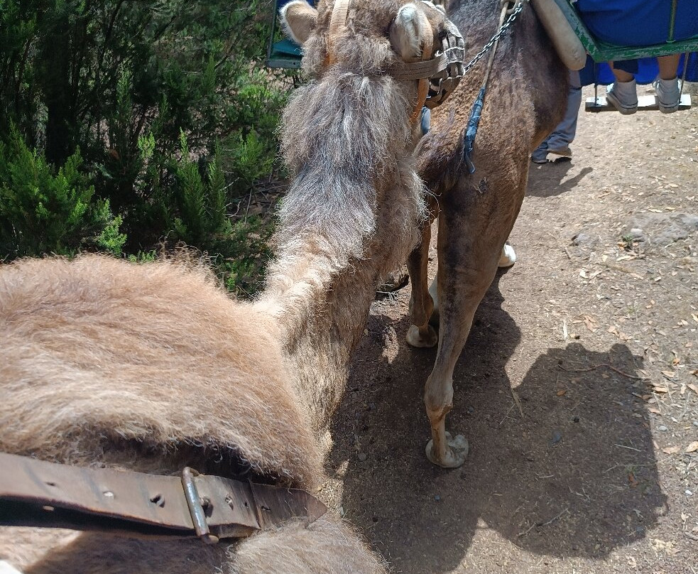 Camello Center-El Tanque必去景点