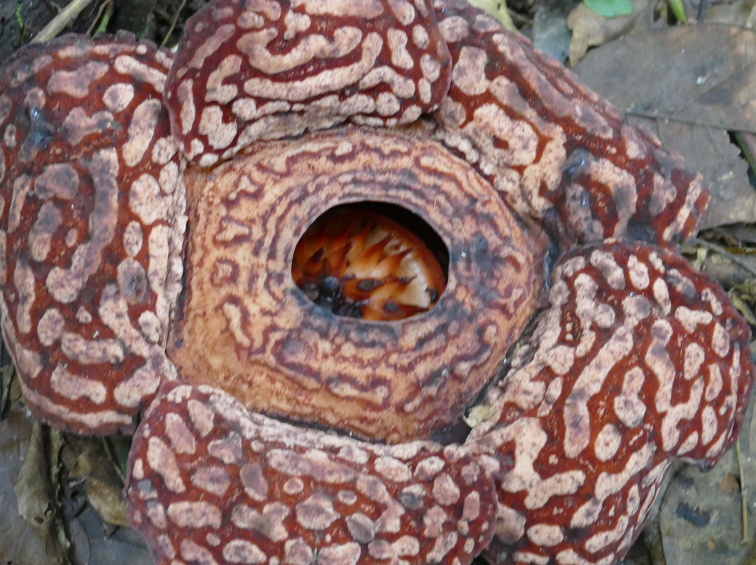 大王花保护区-亚庇必去景点